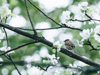 介绍一些经典的动漫作品