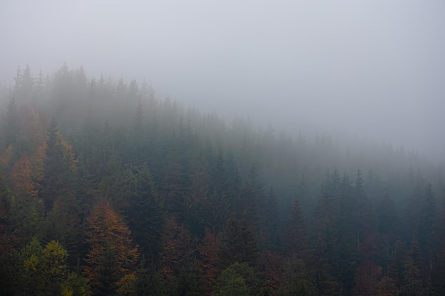 沉香救母的最后结局是什么